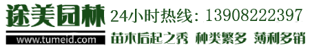 灌木樹(shù)苗-綠化苗木-常綠喬木-價(jià)格/批發(fā)/基地 - 四川成都途美園林