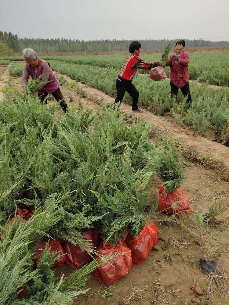 12月份能栽植鋪地柏嗎？