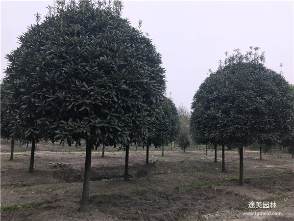 較有名的桂花樹基地，你一定不知道！