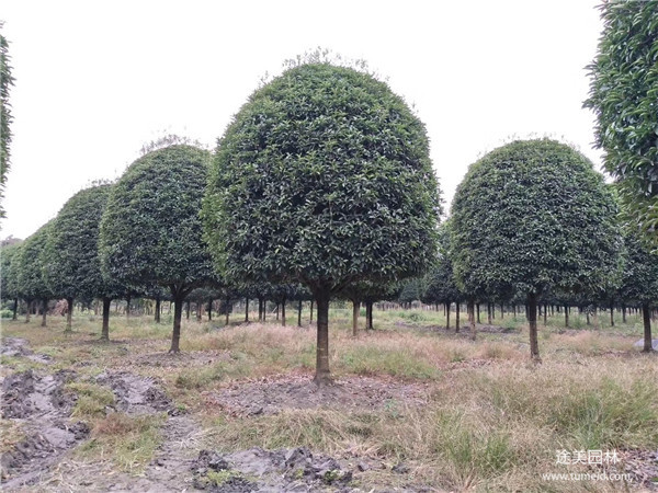 桂花樹