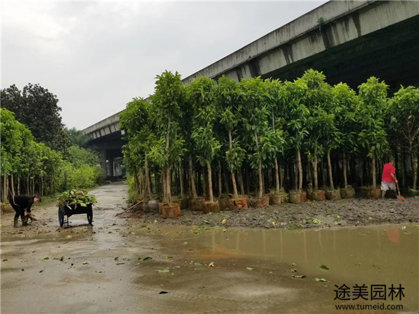 黃葛蘭基地實拍圖片