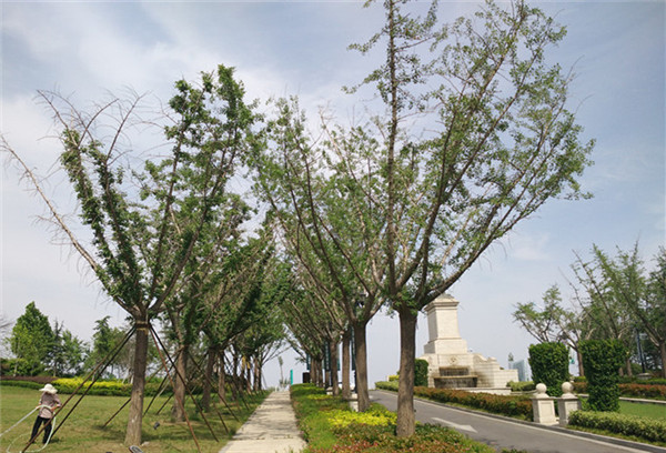 嫁接銀杏樹基地實(shí)拍圖片