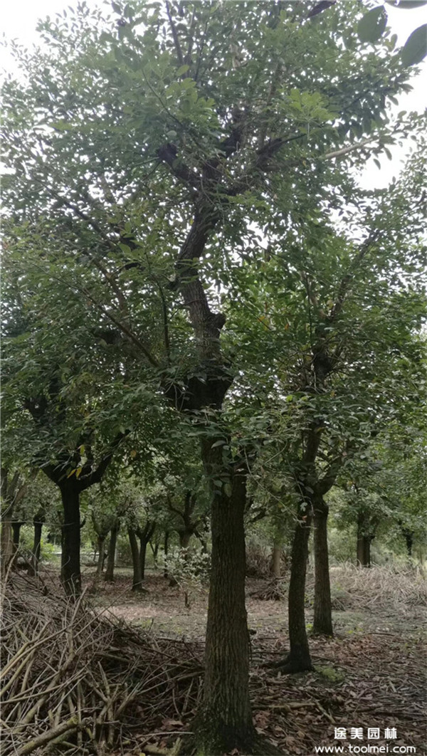 雞冠刺桐基地實拍圖