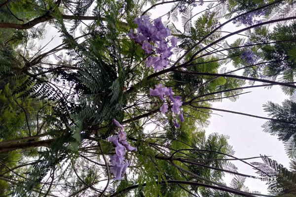 苗木花卉“創(chuàng)森杯”插花比賽舉行，數(shù)千品種爭奇斗艷