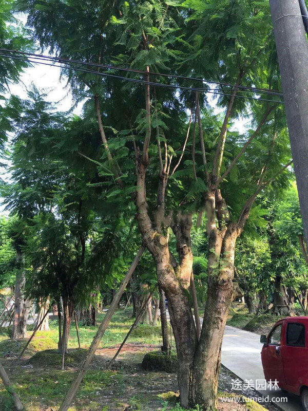 大規格藍花楹圖片