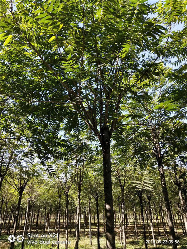 千頭椿基地實拍圖片