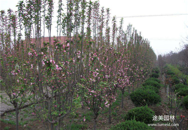 常德園林系統對養管提出更高要求