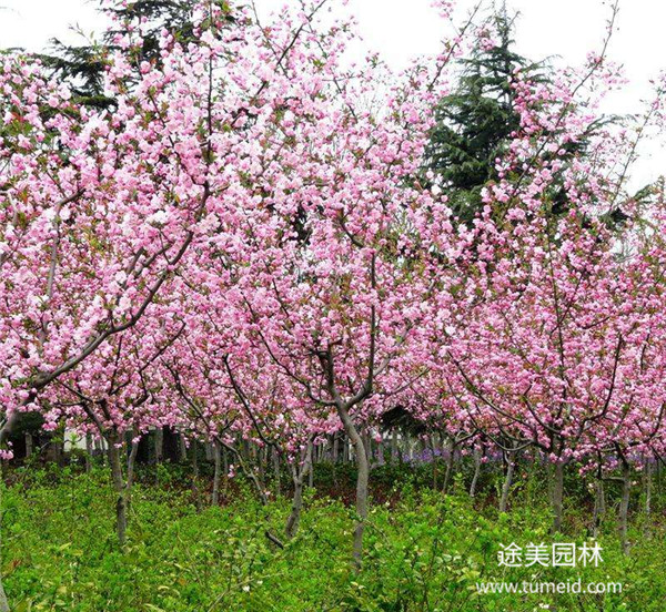 福建西府海棠基地圖片