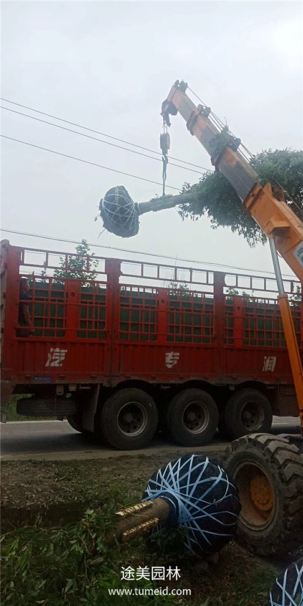 小葉楨楠裝車發貨圖片