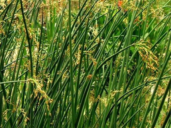 水蔥水生植物基地實拍圖